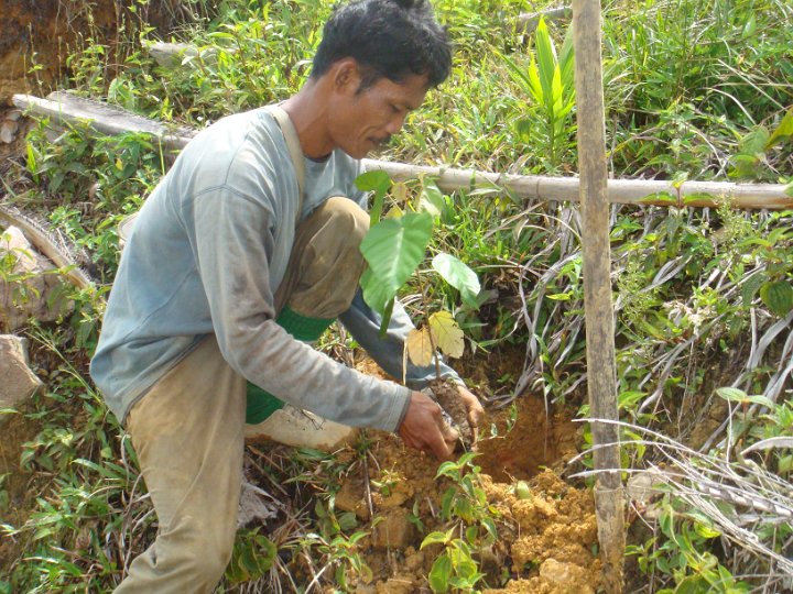 Planting seedlings (2).JPG